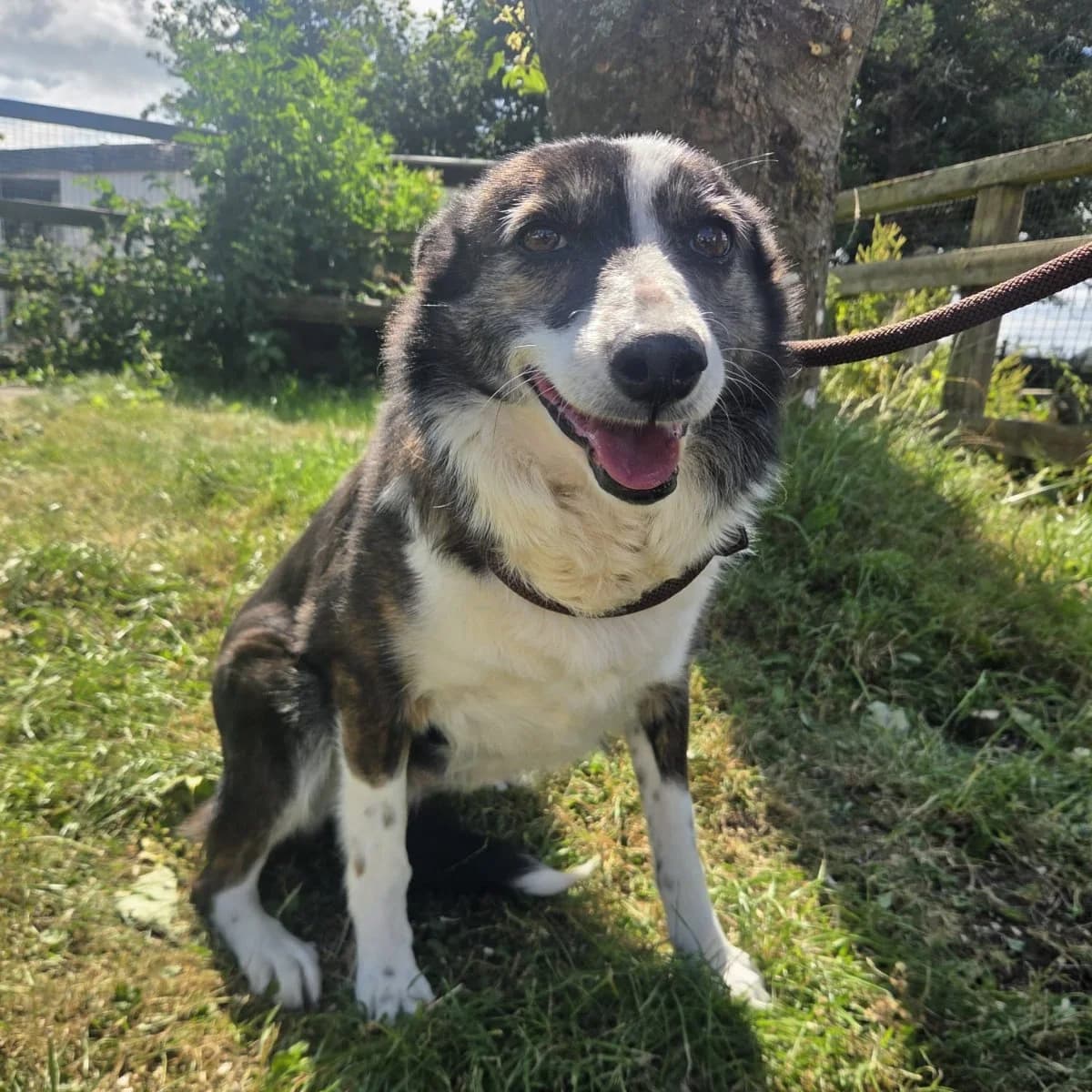Mia, female 4yo Collie for adoption at Mia was very nervous..., Co. Mayo