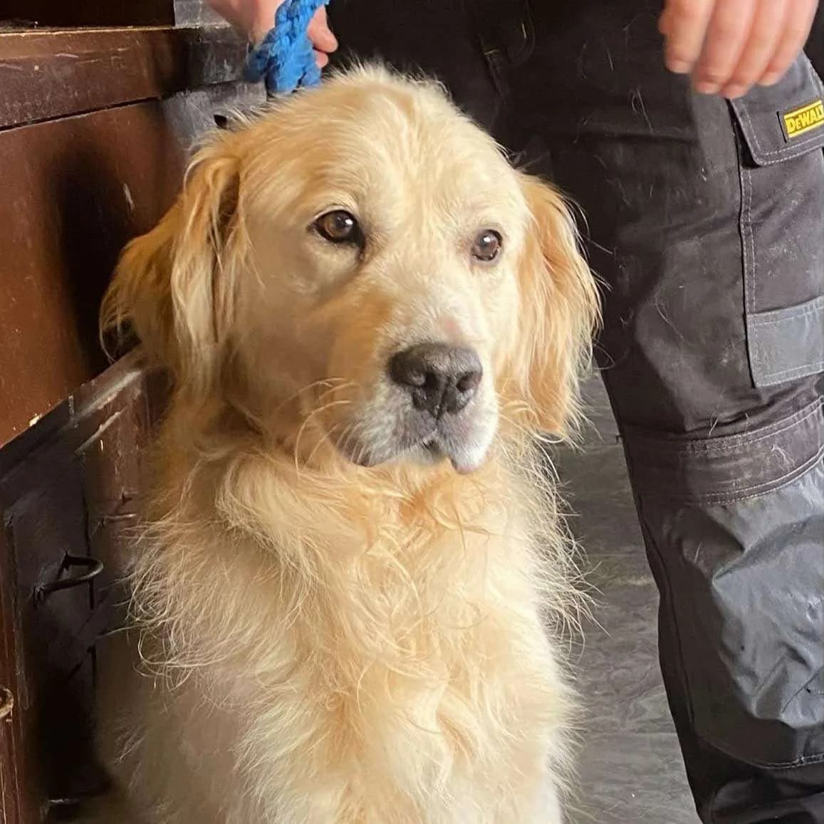 Finn, male senior Golden Retriever for adoption at Mia was very nervous..., Co. Mayo