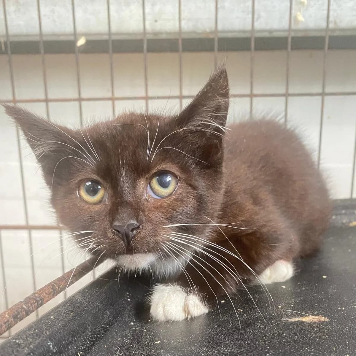Wednesday, female puppy Mixed Breed Cat for adoption at Mia was very nervous..., Co. Mayo