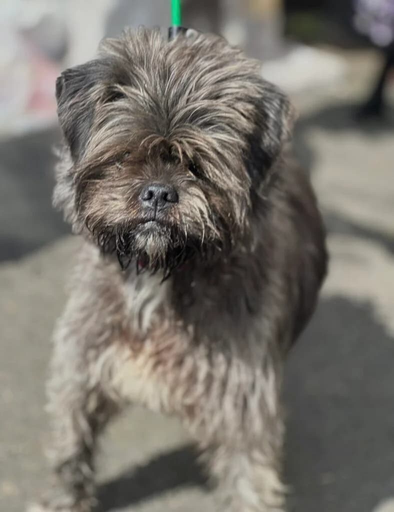 Muffin, male Mixed Breed for adoption at Almost Home Animal Rescue NI, Belfast