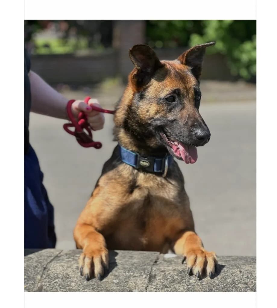 Dusty, female 3yo Mixed Breed for adoption at Almost Home Animal Rescue NI, Belfast