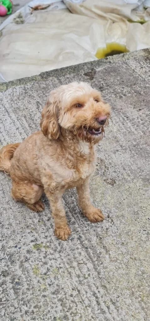 Ivy, female Mixed Breed for adoption at Almost Home Animal Rescue NI, Belfast