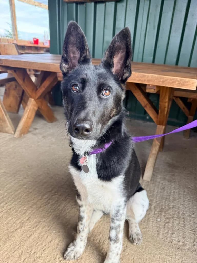Sophie, female puppy Mixed Breed for adoption at Almost Home Animal Rescue NI, Belfast
