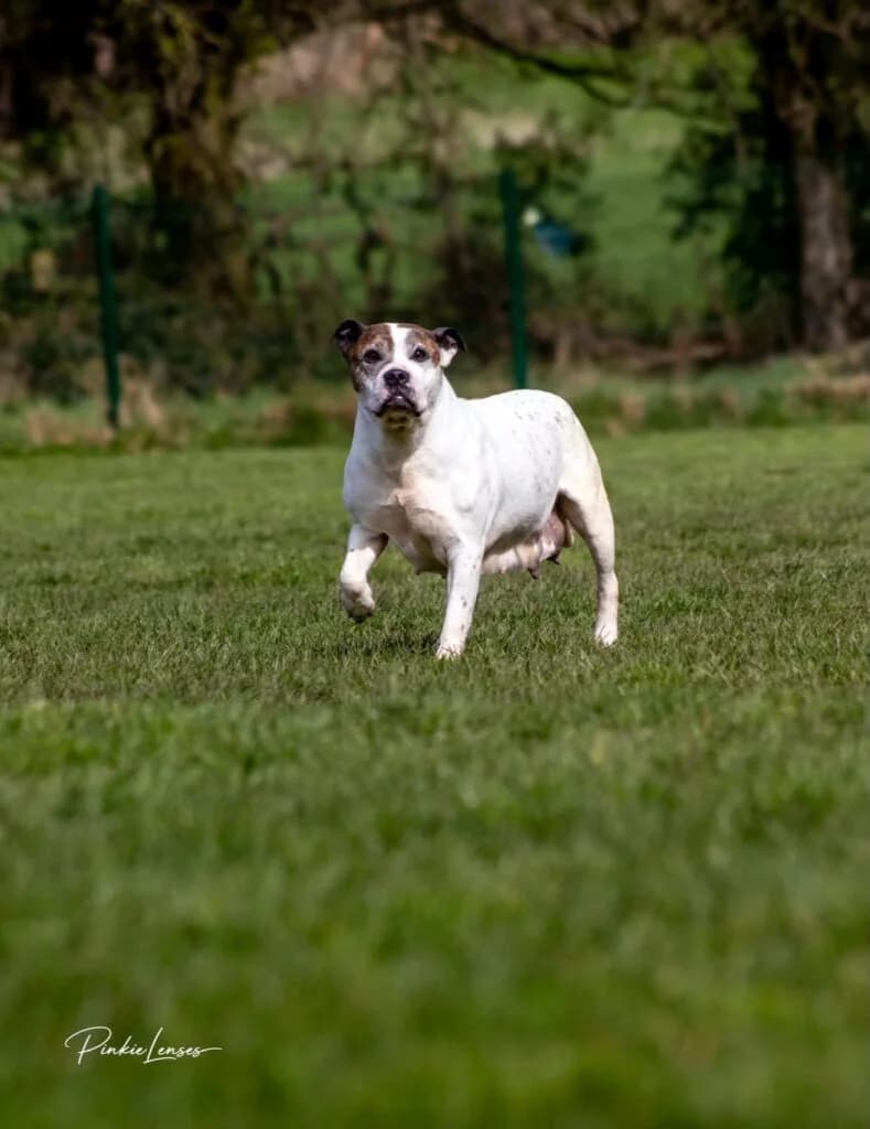 Jodie, female Mixed Breed for adoption at Almost Home Animal Rescue NI, Belfast