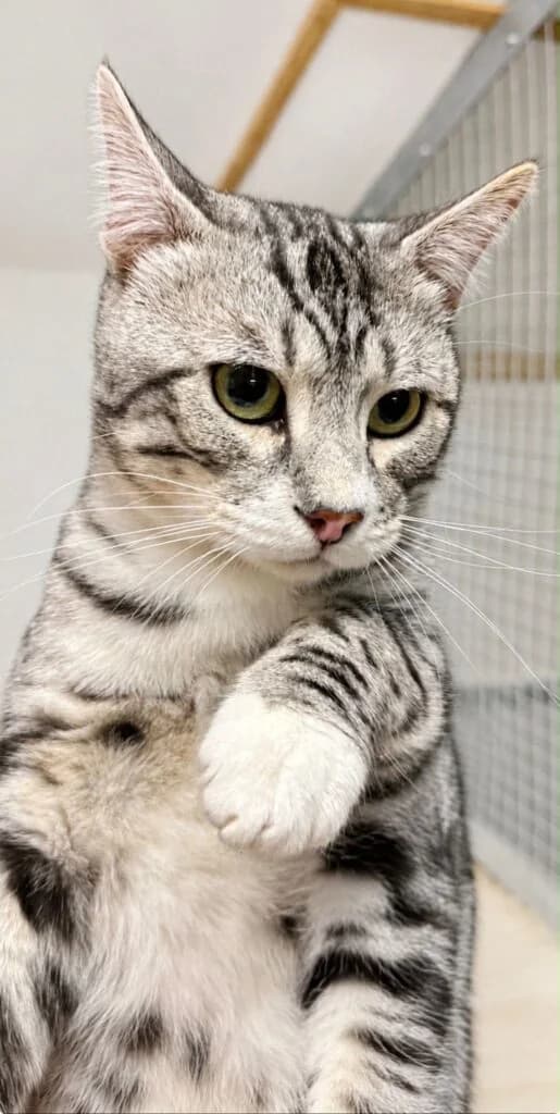 Albi, male Mixed Breed for adoption at Almost Home Animal Rescue NI, Belfast