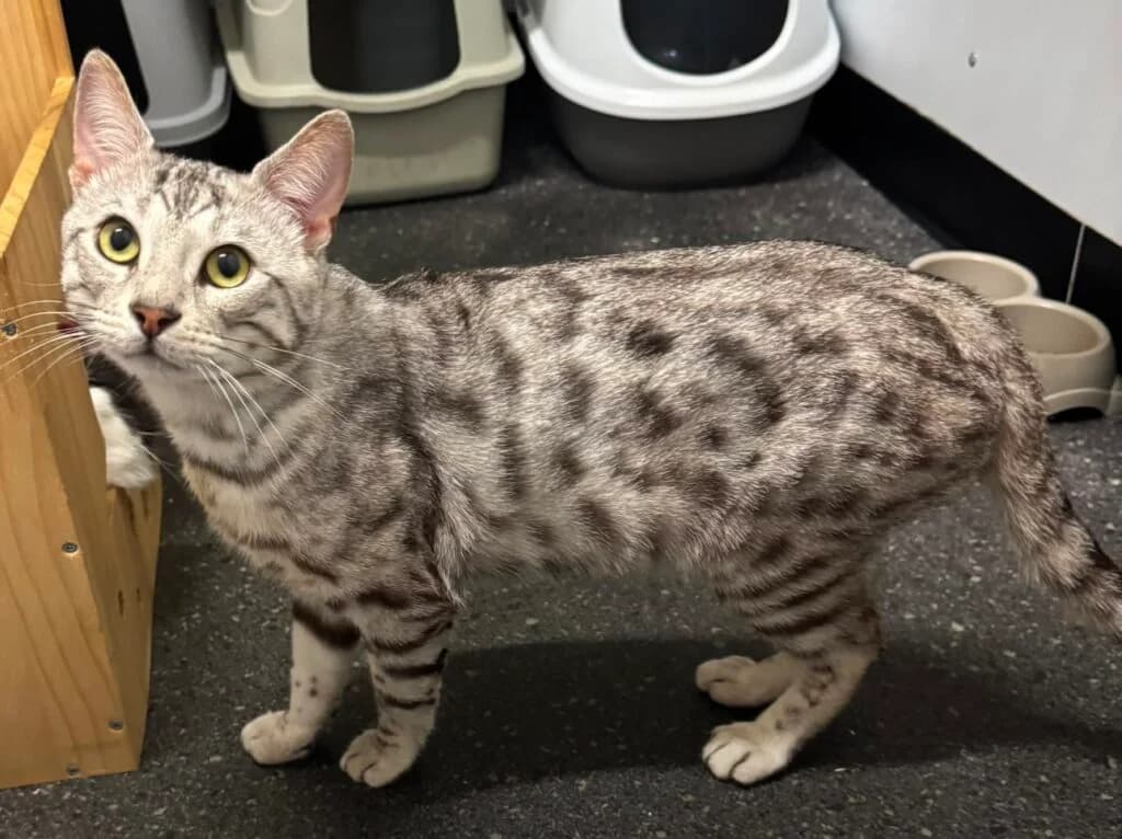 Alexander, male Mixed Breed for adoption at Almost Home Animal Rescue NI, Belfast