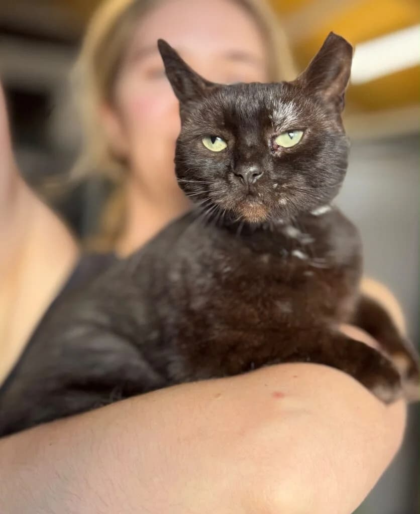 Anji, female Mixed Breed for adoption at Almost Home Animal Rescue NI, Belfast