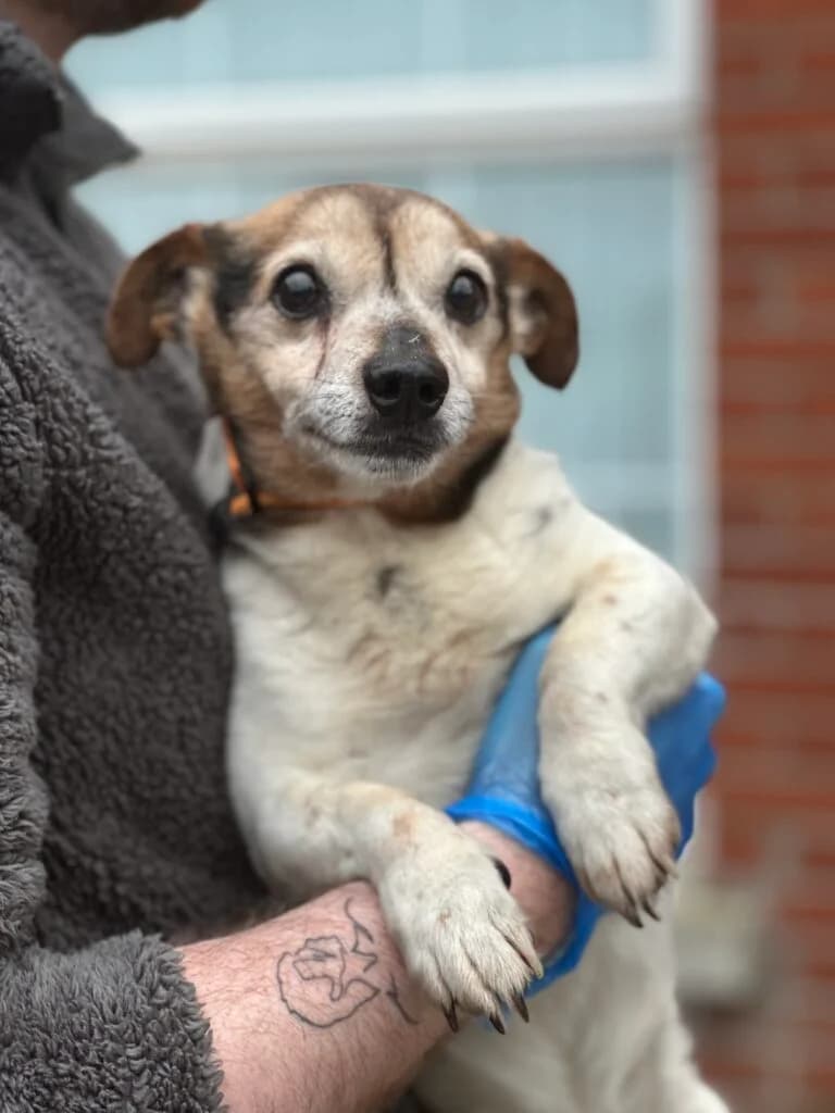 Arthur, male senior Mixed Breed for adoption at Almost Home Animal Rescue NI, Belfast