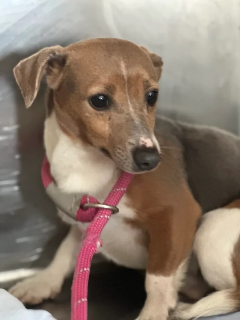 Asia, female puppy Mixed Breed for adoption at Almost Home Animal Rescue NI, Belfast