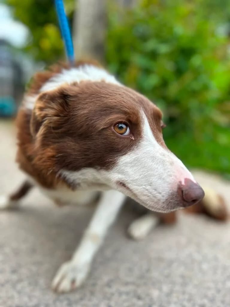 Autumn, female senior Mixed Breed for adoption at Almost Home Animal Rescue NI, Belfast
