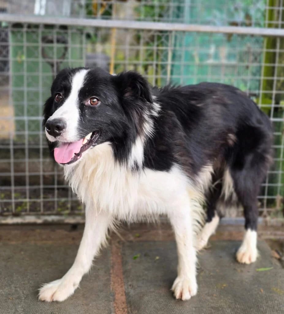 Bailey, male Mixed Breed for adoption at Almost Home Animal Rescue NI, Belfast