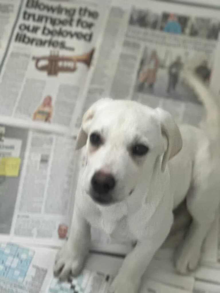 Bailey (lab pup), male puppy Mixed Breed for adoption at Almost Home Animal Rescue NI, Belfast