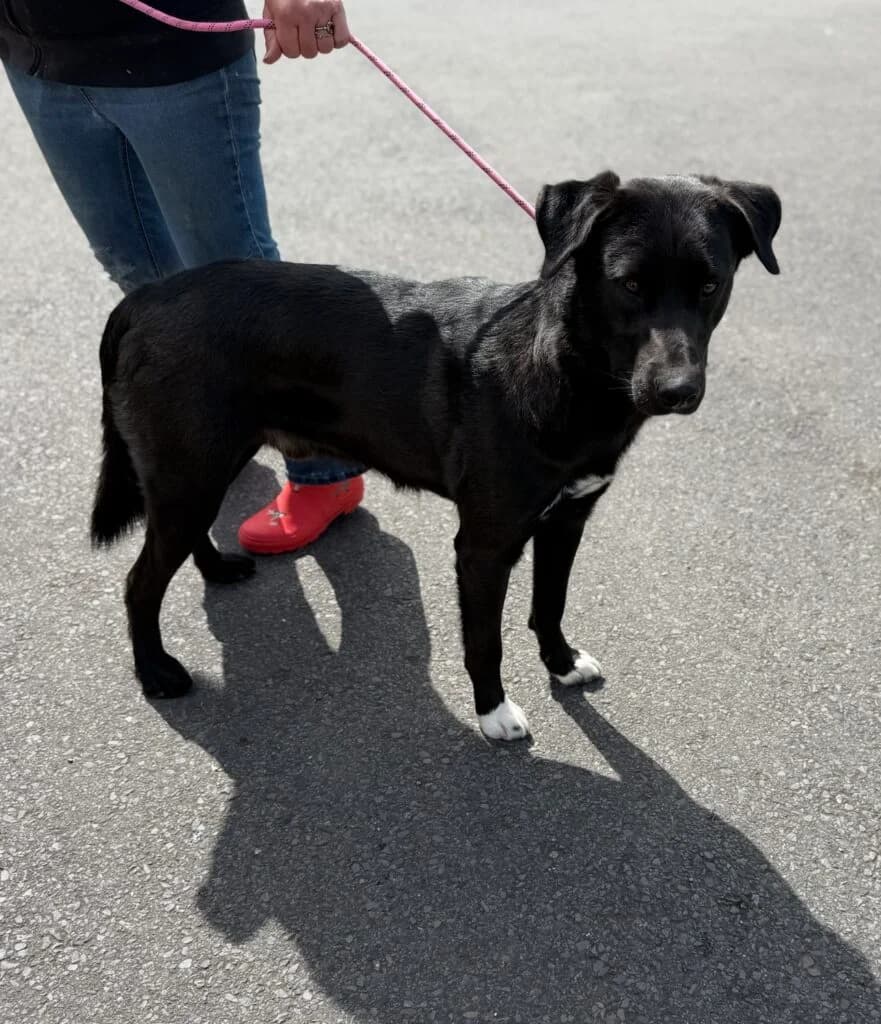 Bear, male puppy Mixed Breed for adoption at Almost Home Animal Rescue NI, Belfast