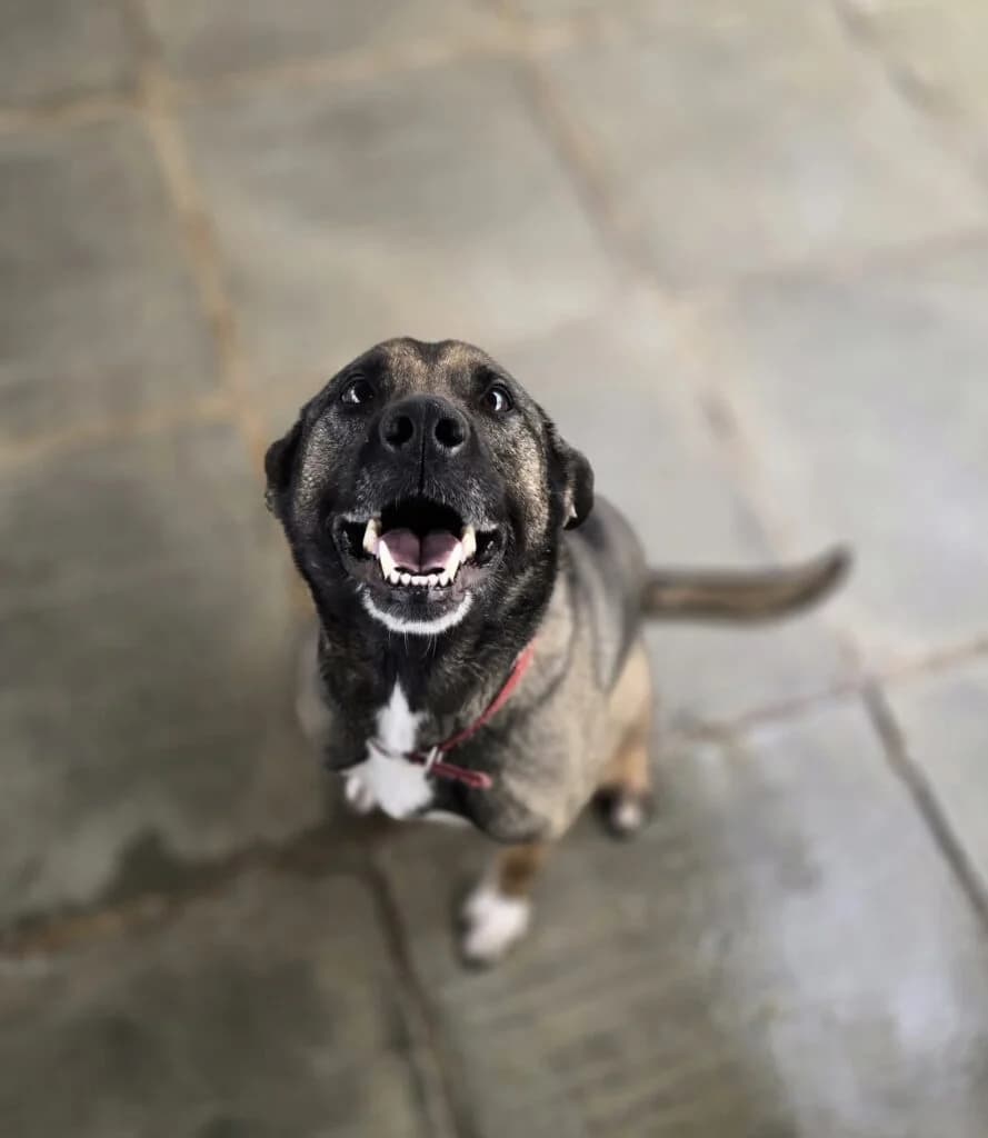 Bella (Sheperd x), female Mixed Breed for adoption at Almost Home Animal Rescue NI, Belfast