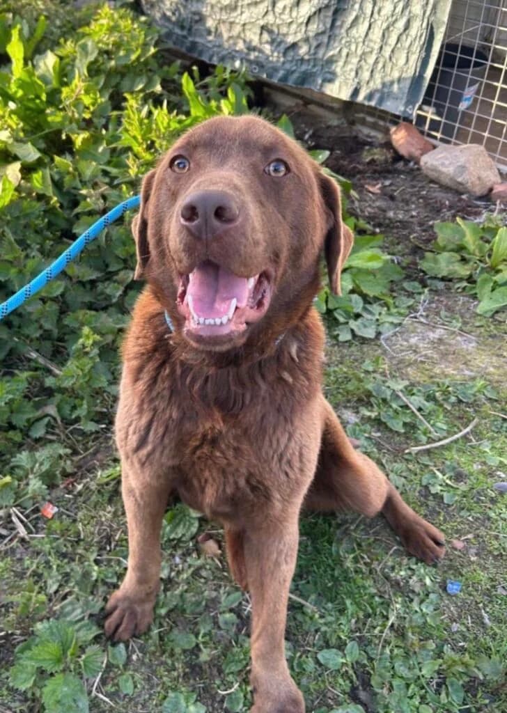Ben, male Mixed Breed for adoption at Almost Home Animal Rescue NI, Belfast