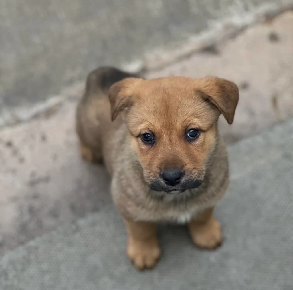 Bianca, female puppy Mixed Breed for adoption at Almost Home Animal Rescue NI, Belfast