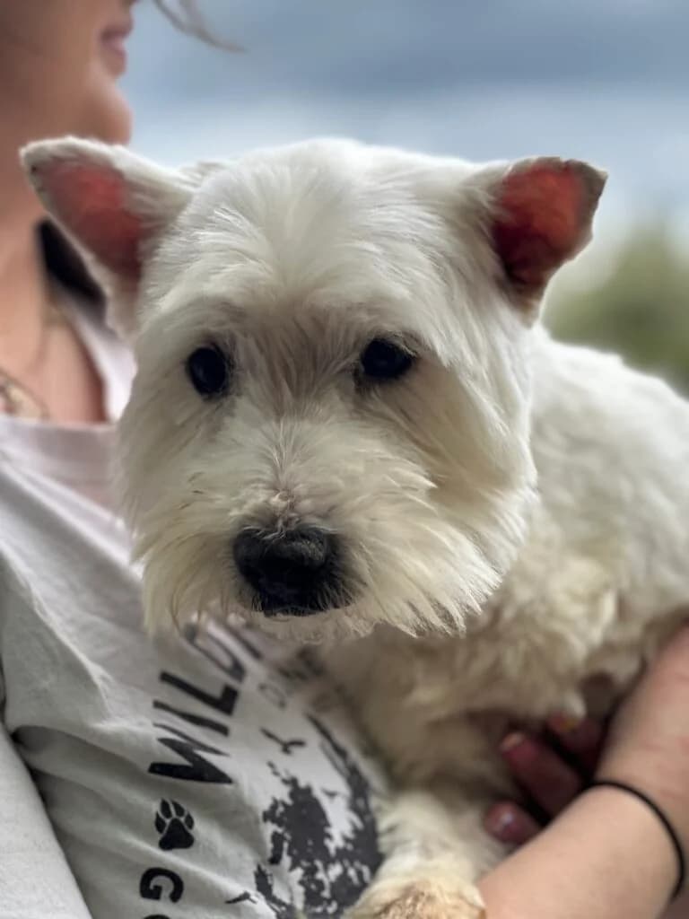 Bonnie, female 3yo Mixed Breed for adoption at Almost Home Animal Rescue NI, Belfast
