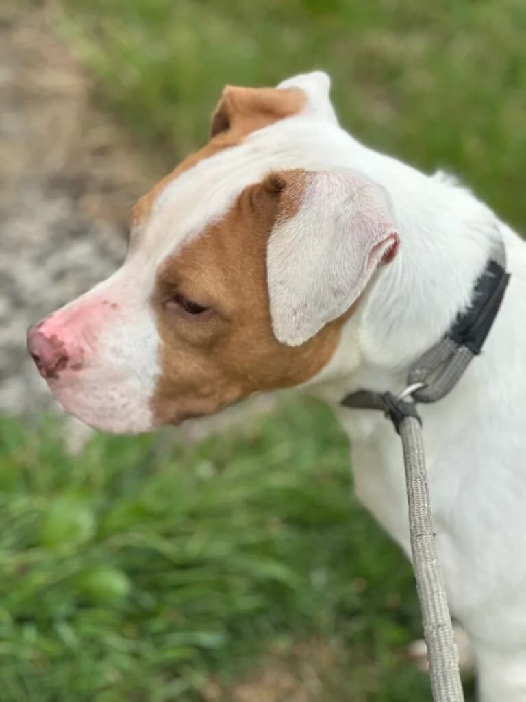 Bourbon, male Mixed Breed for adoption at Almost Home Animal Rescue NI, Belfast