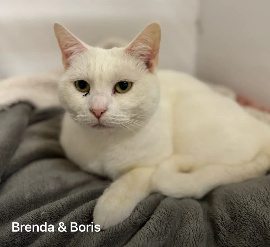 Brenda & Boris, male puppy Mixed Breed for adoption at Almost Home Animal Rescue NI, Belfast
