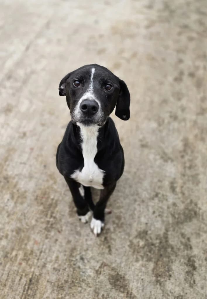 Buddy, male Mixed Breed for adoption at Almost Home Animal Rescue NI, Belfast