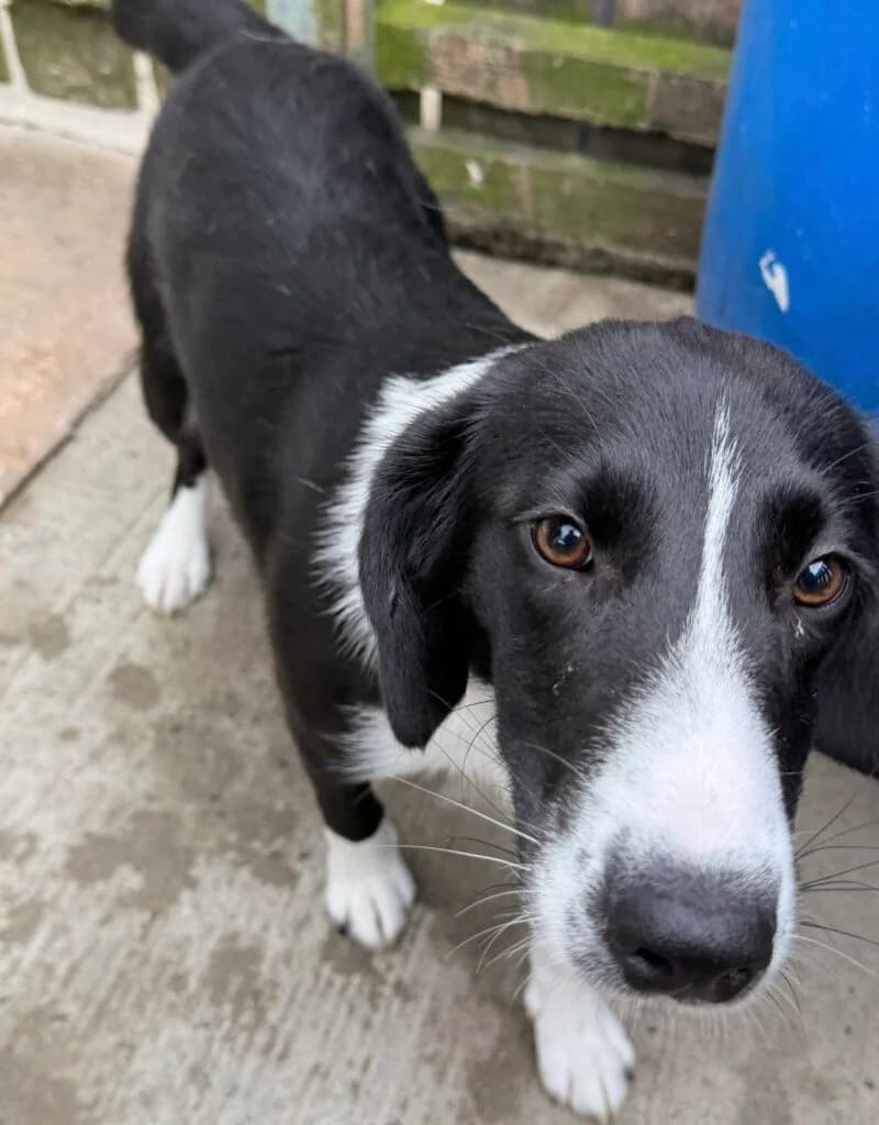Buddy, male puppy Mixed Breed for adoption at Almost Home Animal Rescue NI, Belfast
