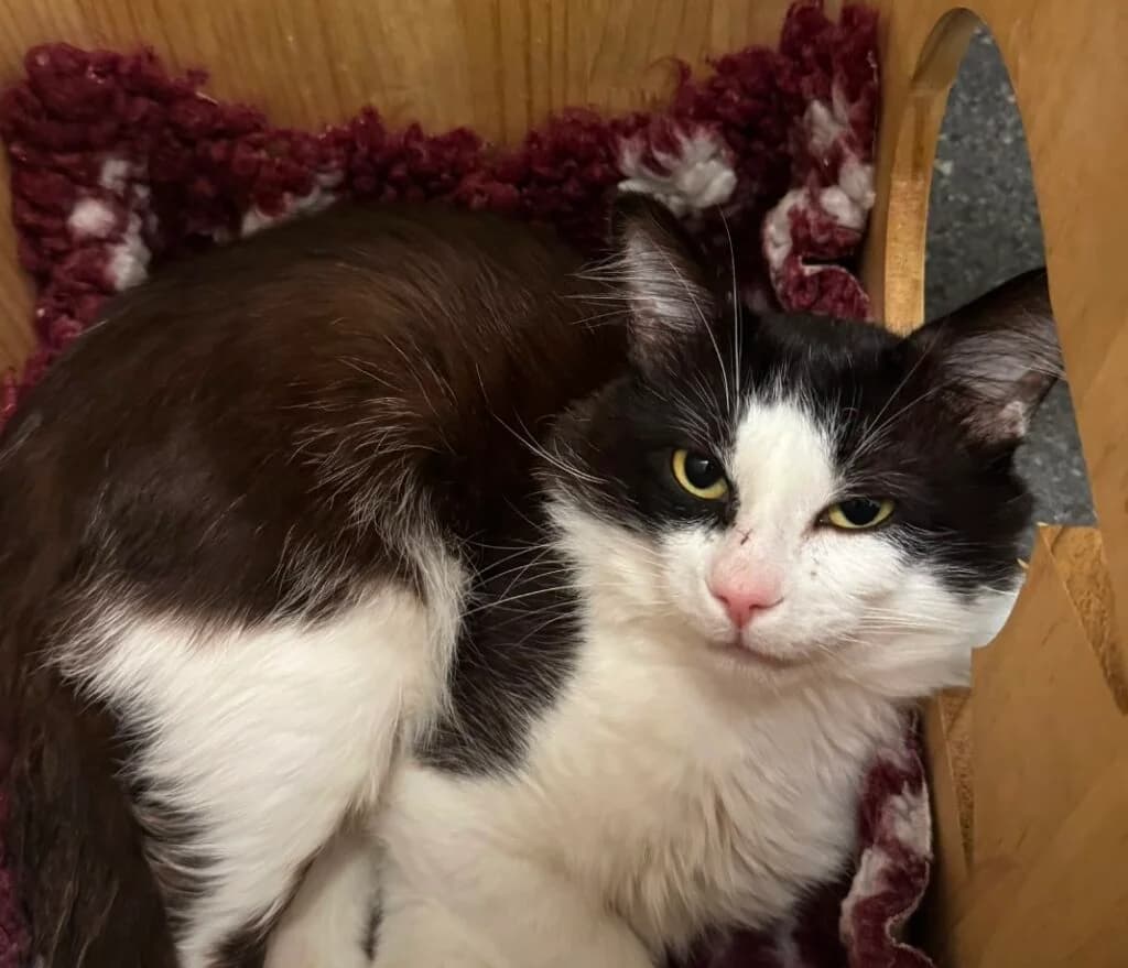 Carter, male Mixed Breed for adoption at Almost Home Animal Rescue NI, Belfast