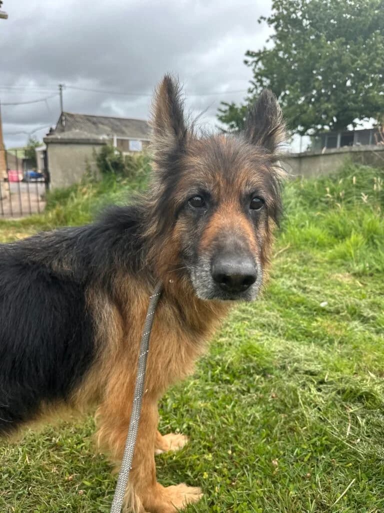 Charley, female 7yo Mixed Breed for adoption at Almost Home Animal Rescue NI, Belfast