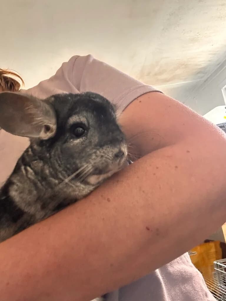 Chinny, male senior Mixed Breed for adoption at Almost Home Animal Rescue NI, Belfast