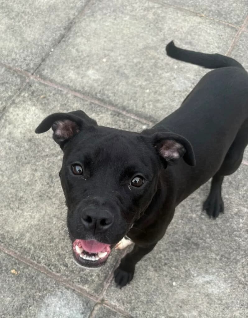 Chloe, female puppy Mixed Breed for adoption at Almost Home Animal Rescue NI, Belfast