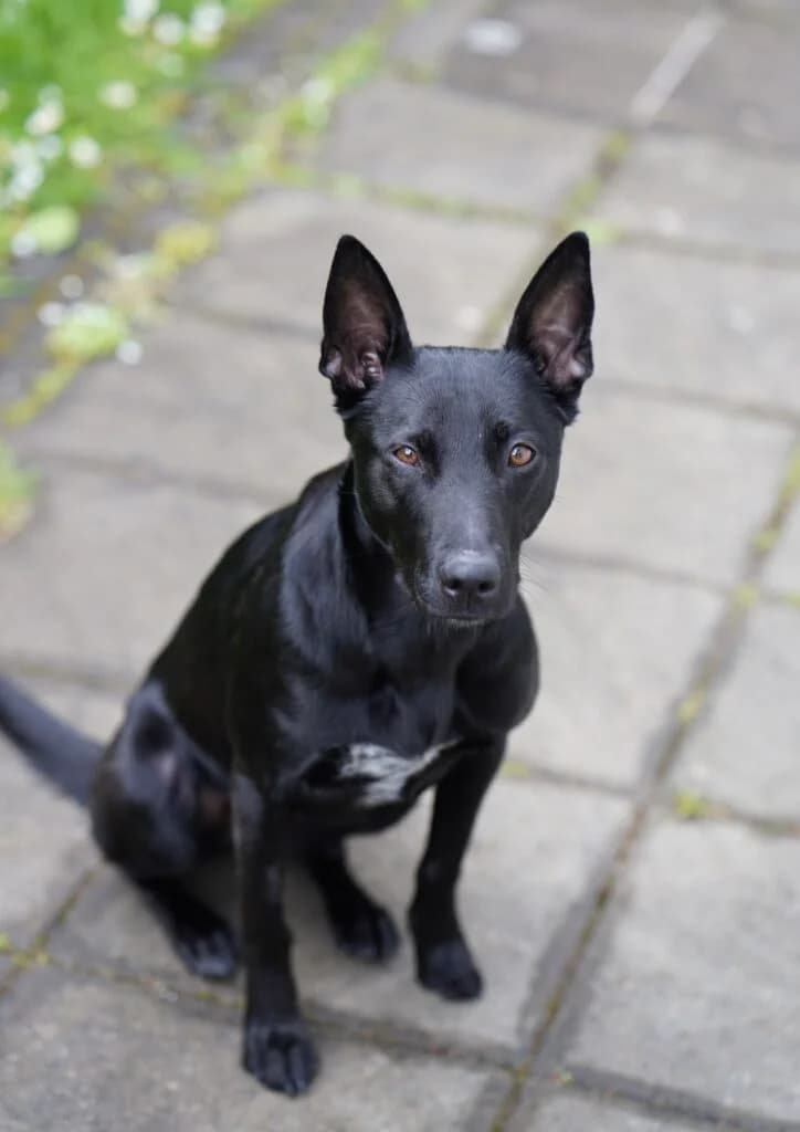 Cleo, female Mixed Breed for adoption at Almost Home Animal Rescue NI, Belfast