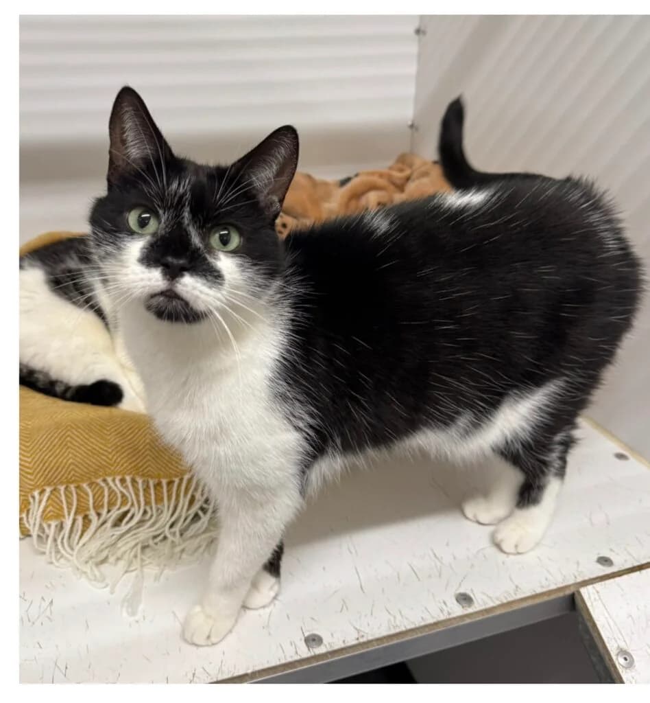 Coco, female Mixed Breed for adoption at Almost Home Animal Rescue NI, Belfast