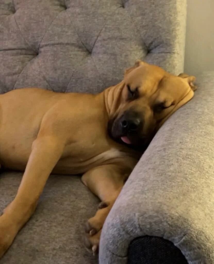 Creed, male young Mixed Breed for adoption at Almost Home Animal Rescue NI, Belfast