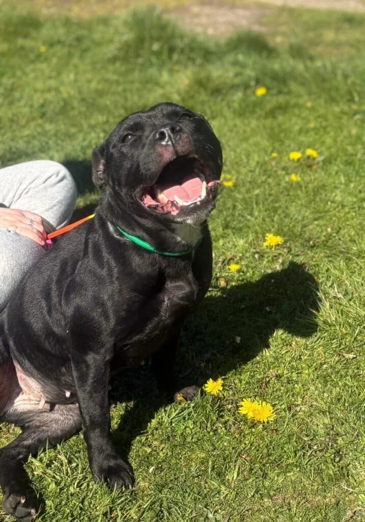 Daisy, female Mixed Breed for adoption at Almost Home Animal Rescue NI, Belfast