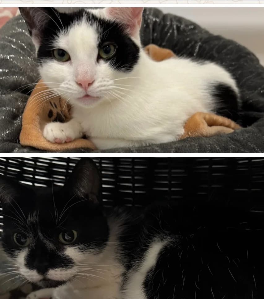 Daisy & Coco, female Mixed Breed for adoption at Almost Home Animal Rescue NI, Belfast