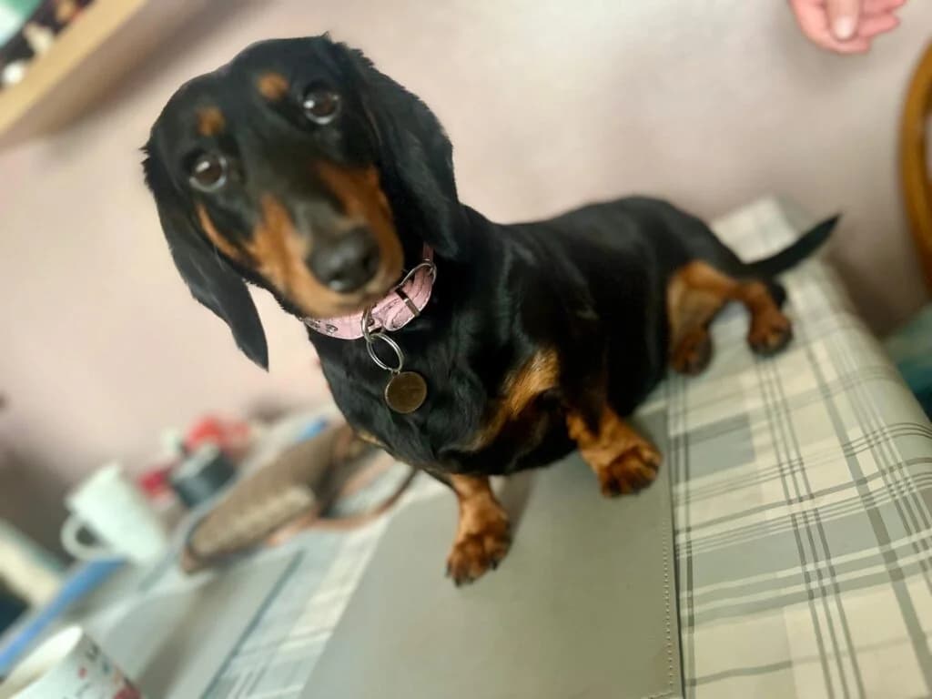 Daisy Daxie, female Mixed Breed for adoption at Almost Home Animal Rescue NI, Belfast