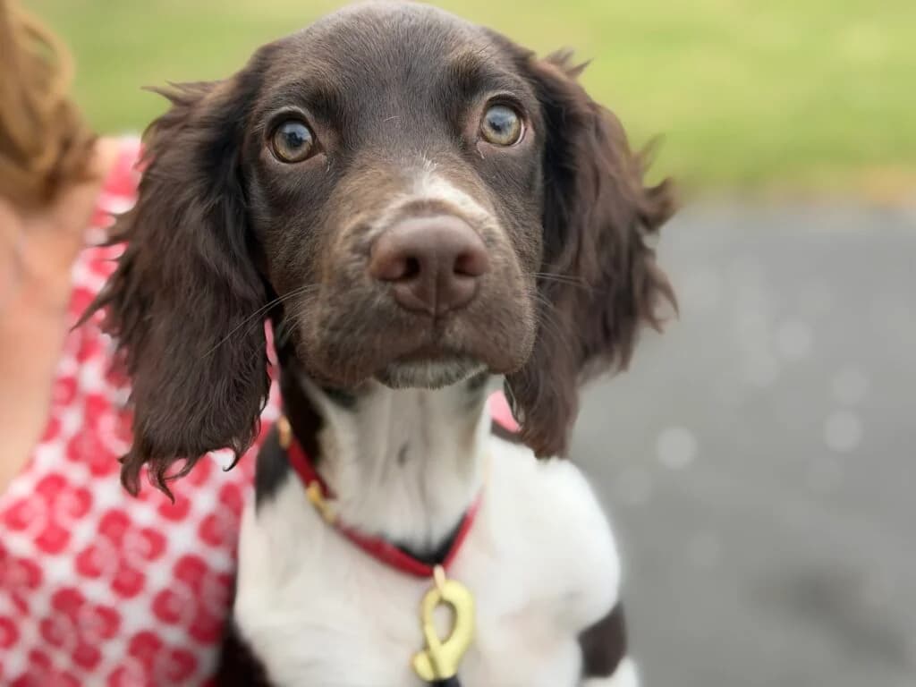 Dexter, male puppy Mixed Breed for adoption at Almost Home Animal Rescue NI, Belfast