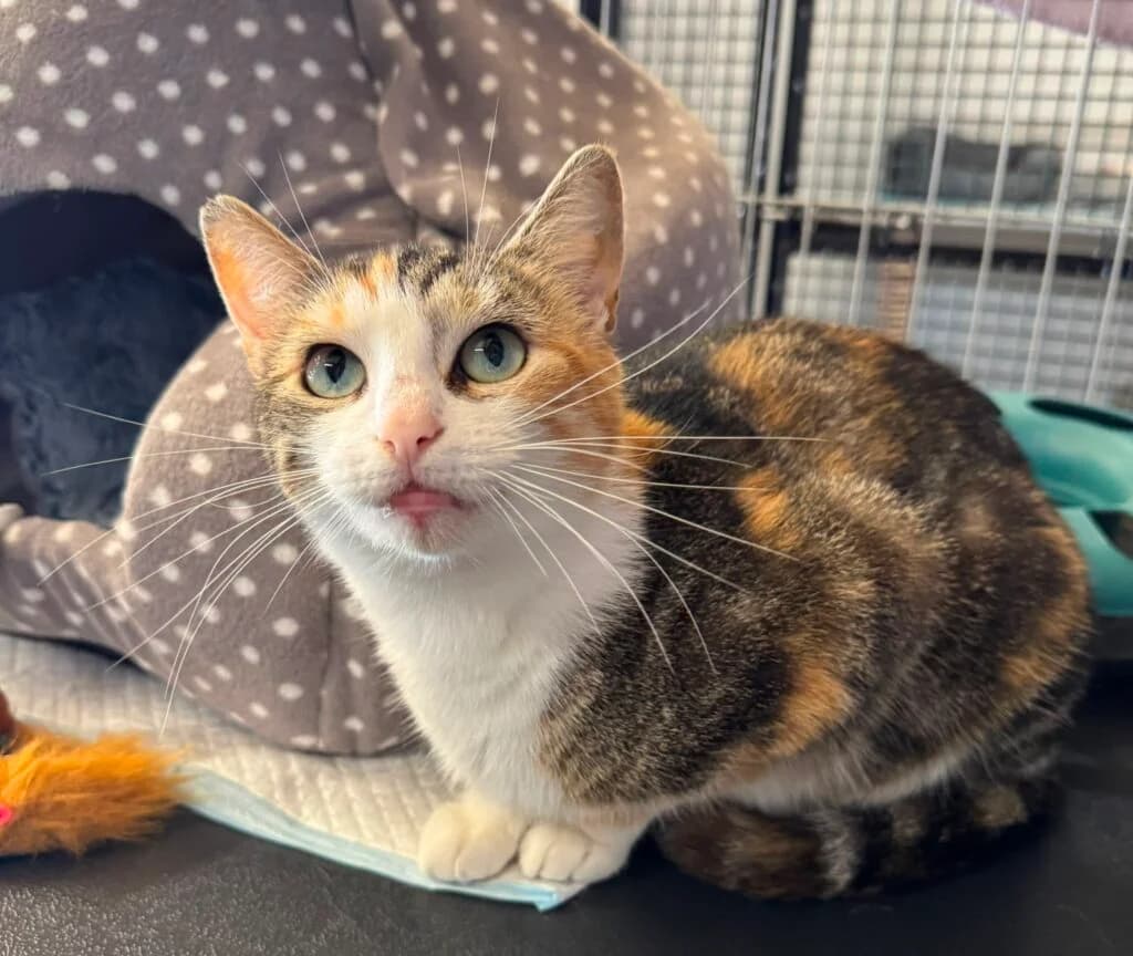 Dolly, female Mixed Breed for adoption at Almost Home Animal Rescue NI, Belfast