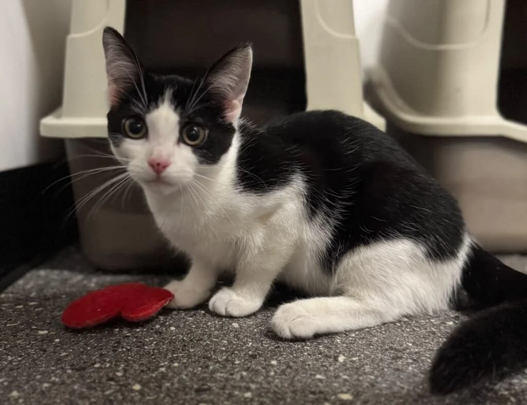 Ellie, female puppy Mixed Breed for adoption at Almost Home Animal Rescue NI, Belfast