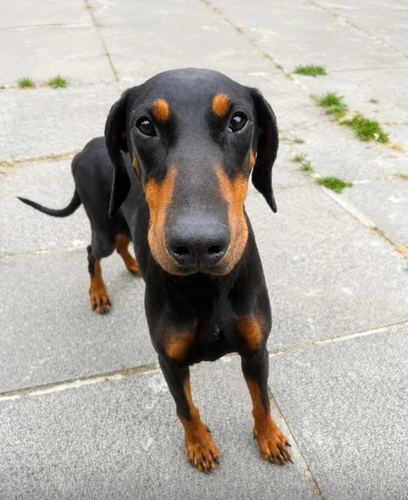 Ethel, female Mixed Breed for adoption at Almost Home Animal Rescue NI, Belfast