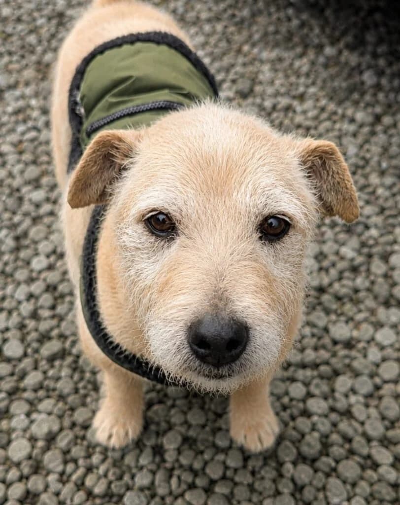 Florrie, female senior Mixed Breed for adoption at Almost Home Animal Rescue NI, Belfast