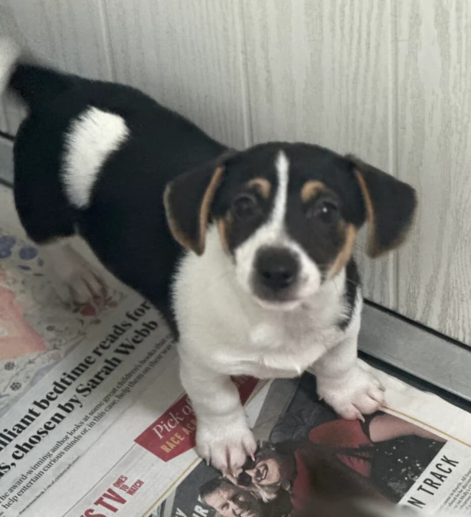 Frankie, puppy Mixed Breed for adoption at Almost Home Animal Rescue NI, Belfast