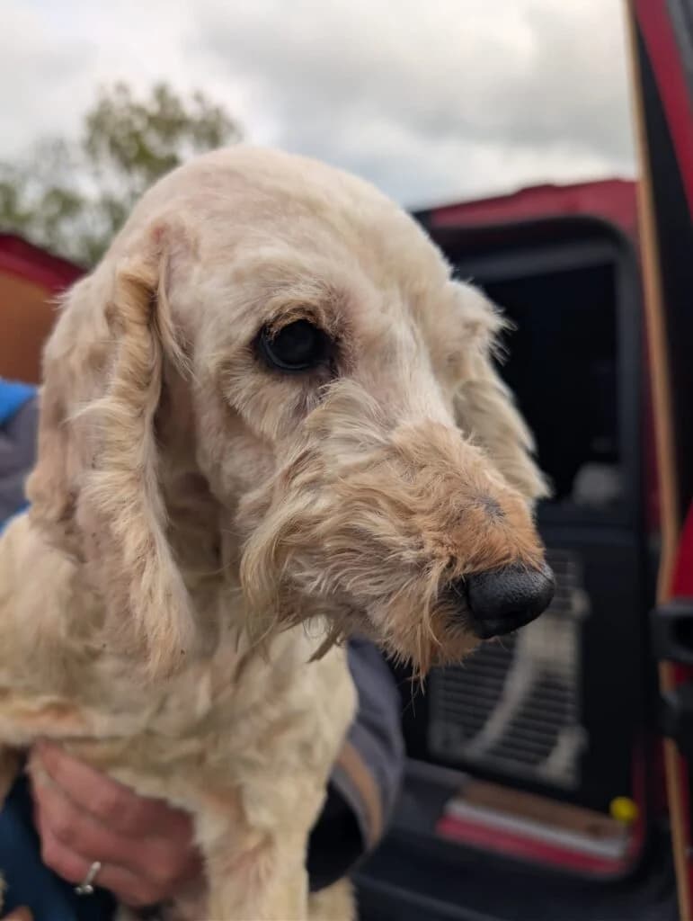 Hamish, male Mixed Breed for adoption at Almost Home Animal Rescue NI, Belfast