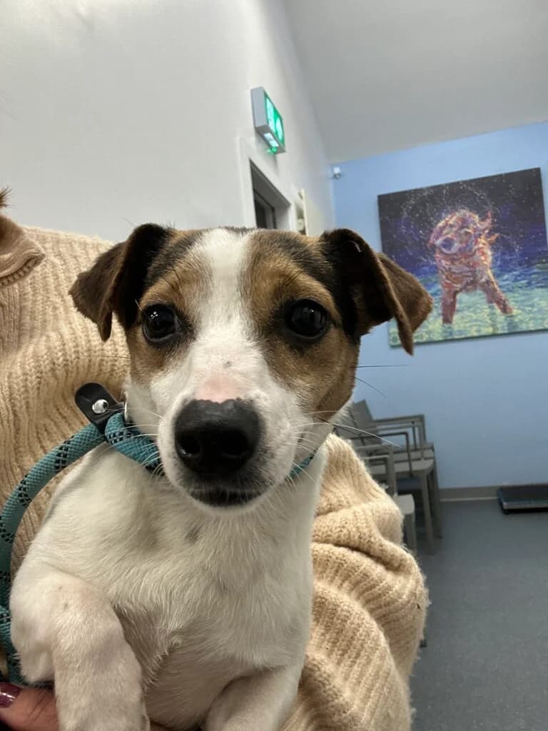 Honour & Harmony, female Mixed Breed for adoption at Almost Home Animal Rescue NI, Belfast