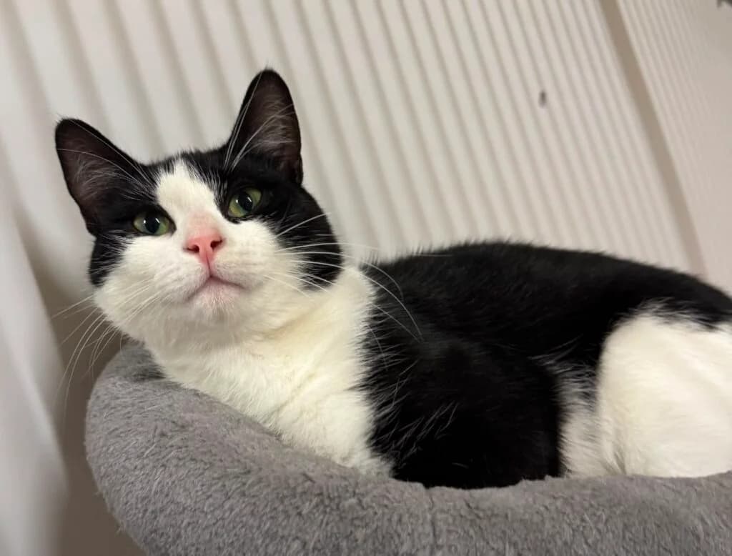 Jack, male Mixed Breed for adoption at Almost Home Animal Rescue NI, Belfast