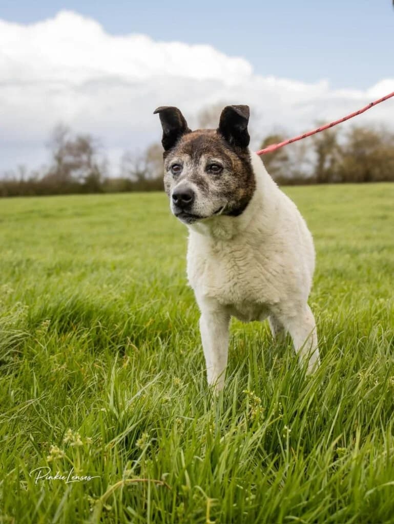 Jake, male senior Mixed Breed for adoption at Almost Home Animal Rescue NI, Belfast