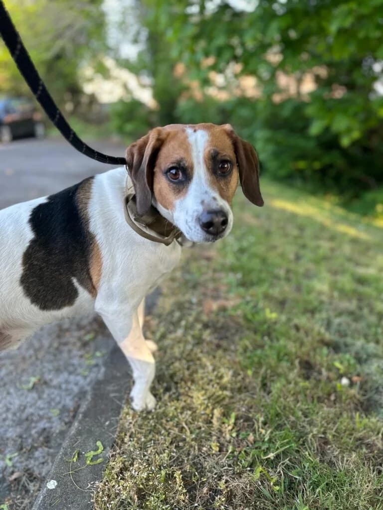 Jamison, male 5yo Mixed Breed for adoption at Almost Home Animal Rescue NI, Belfast