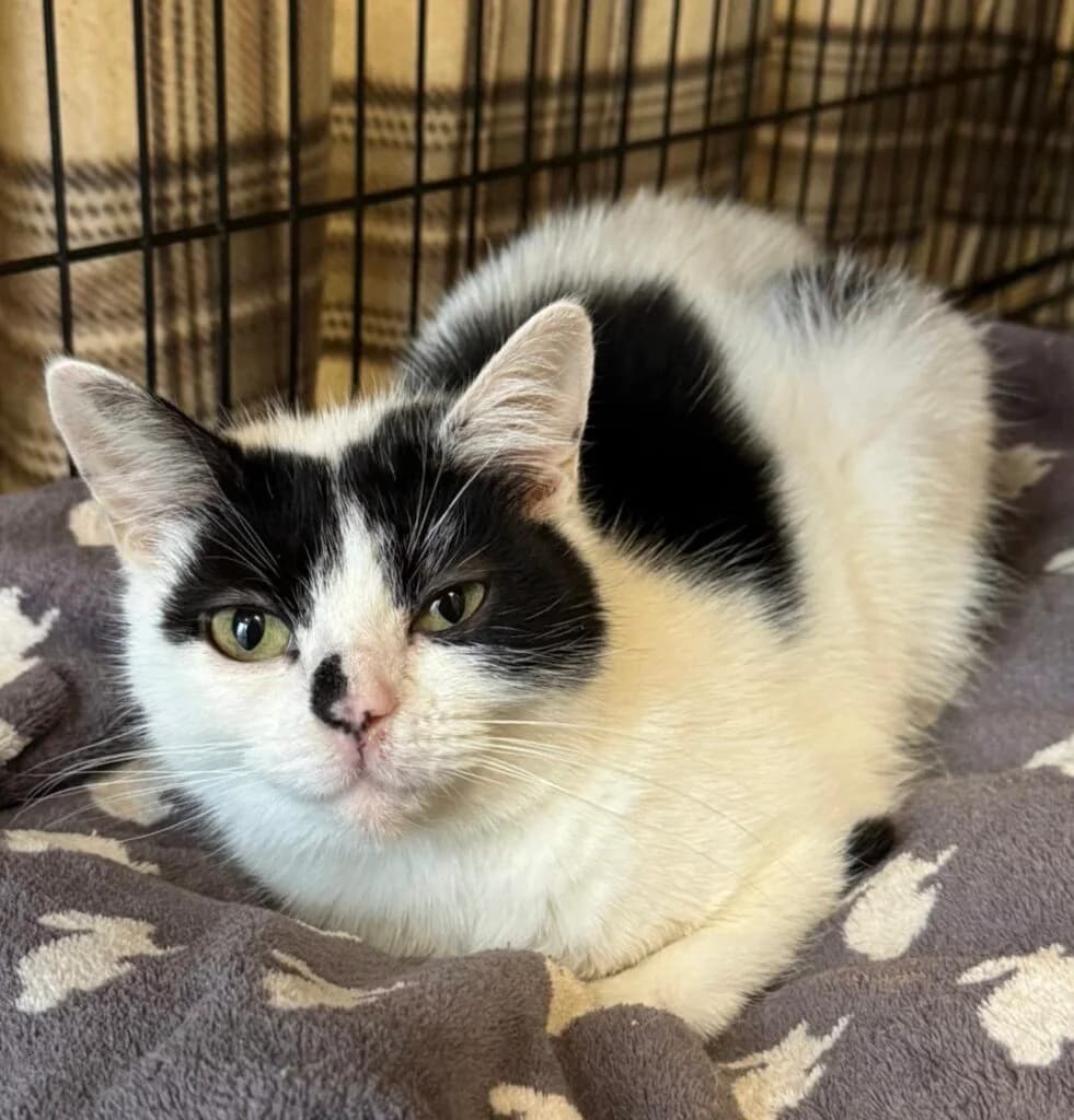 Jinx, female young Mixed Breed for adoption at Almost Home Animal Rescue NI, Belfast