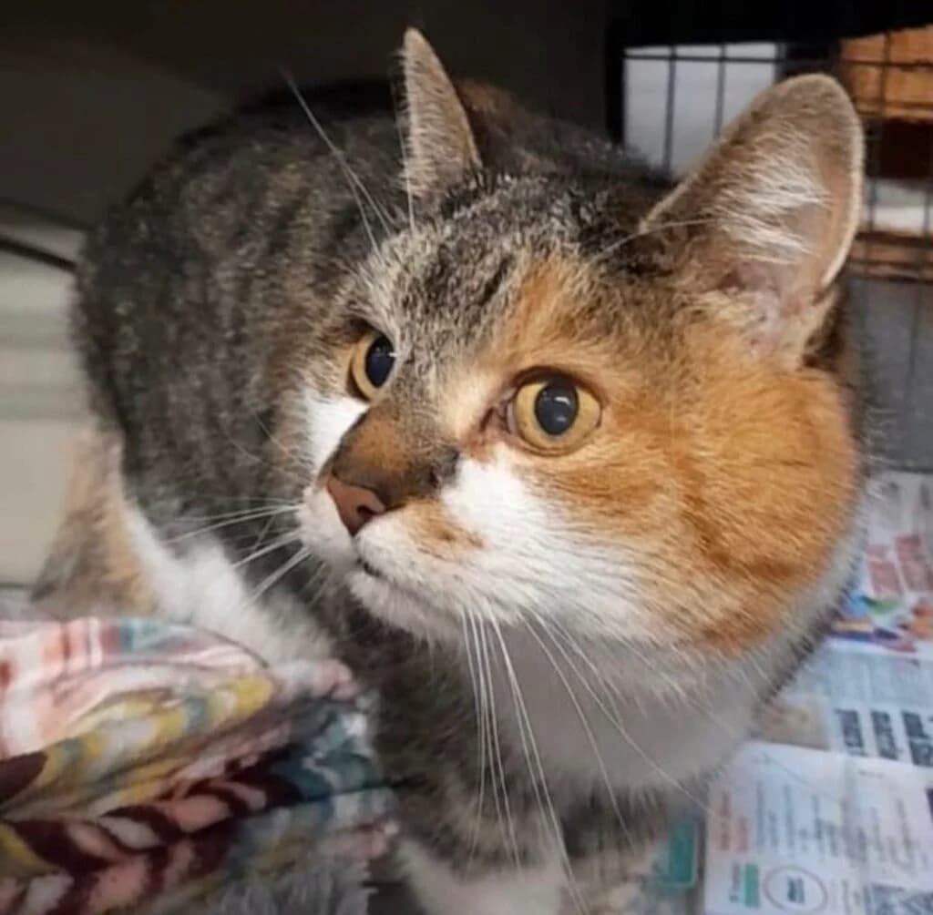 Jo Jo, female Mixed Breed for adoption at Almost Home Animal Rescue NI, Belfast