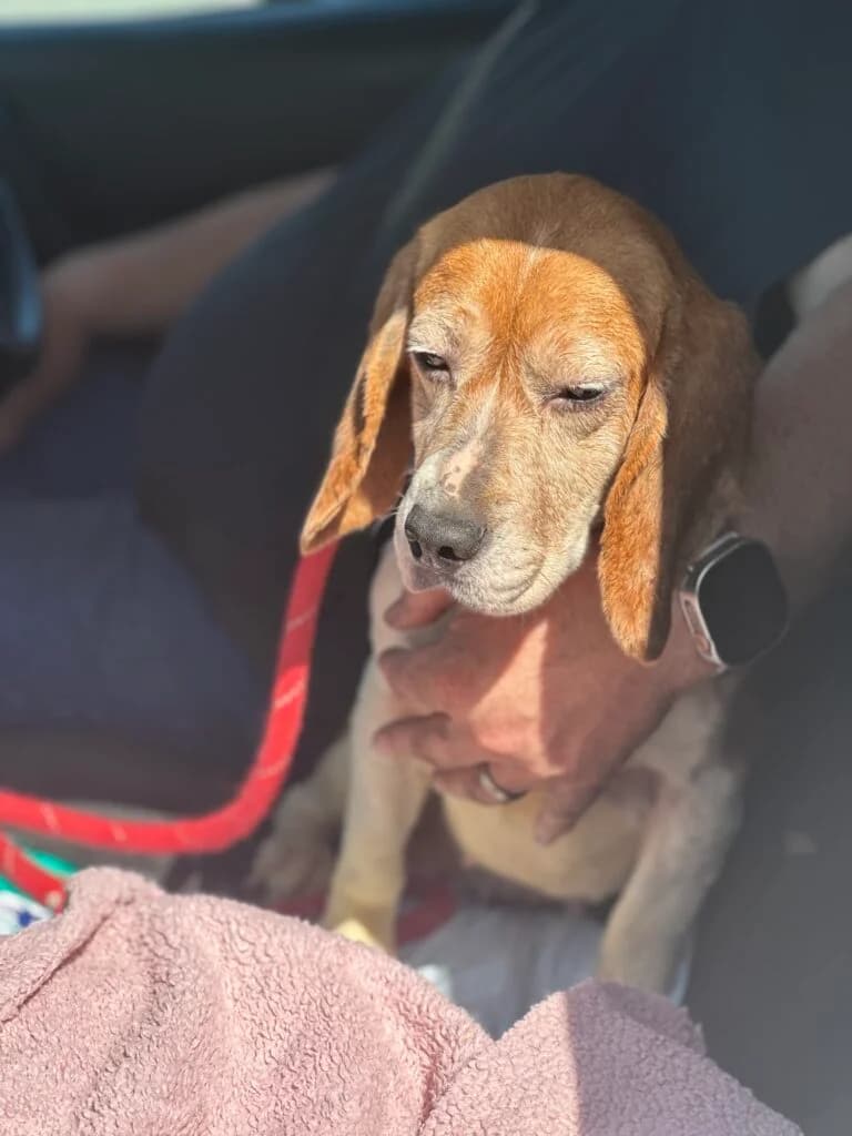 Josie, female Mixed Breed for adoption at Almost Home Animal Rescue NI, Belfast