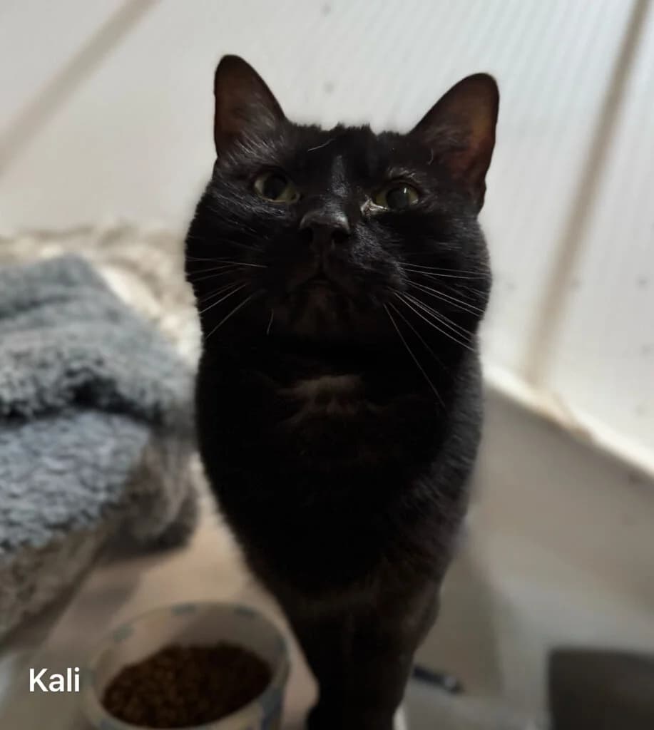 Kali, female young Mixed Breed for adoption at Almost Home Animal Rescue NI, Belfast